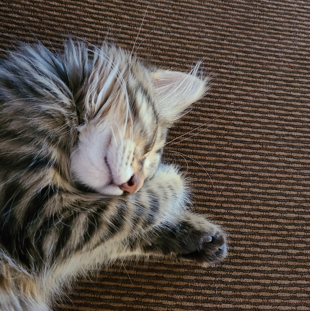 Meet your Posher, Jodi and Falcon Kitty! - Picture 6 of 8